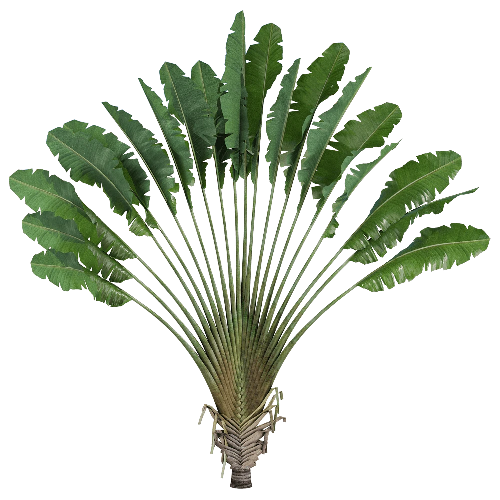 Traveler's Palm with Fan-shaped Leaves