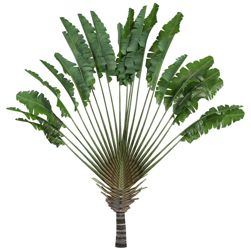 Ravenala madagascariensis Plant with Fan-like Foliage