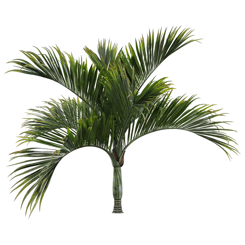 Palm Tree with Lush Green Foliage