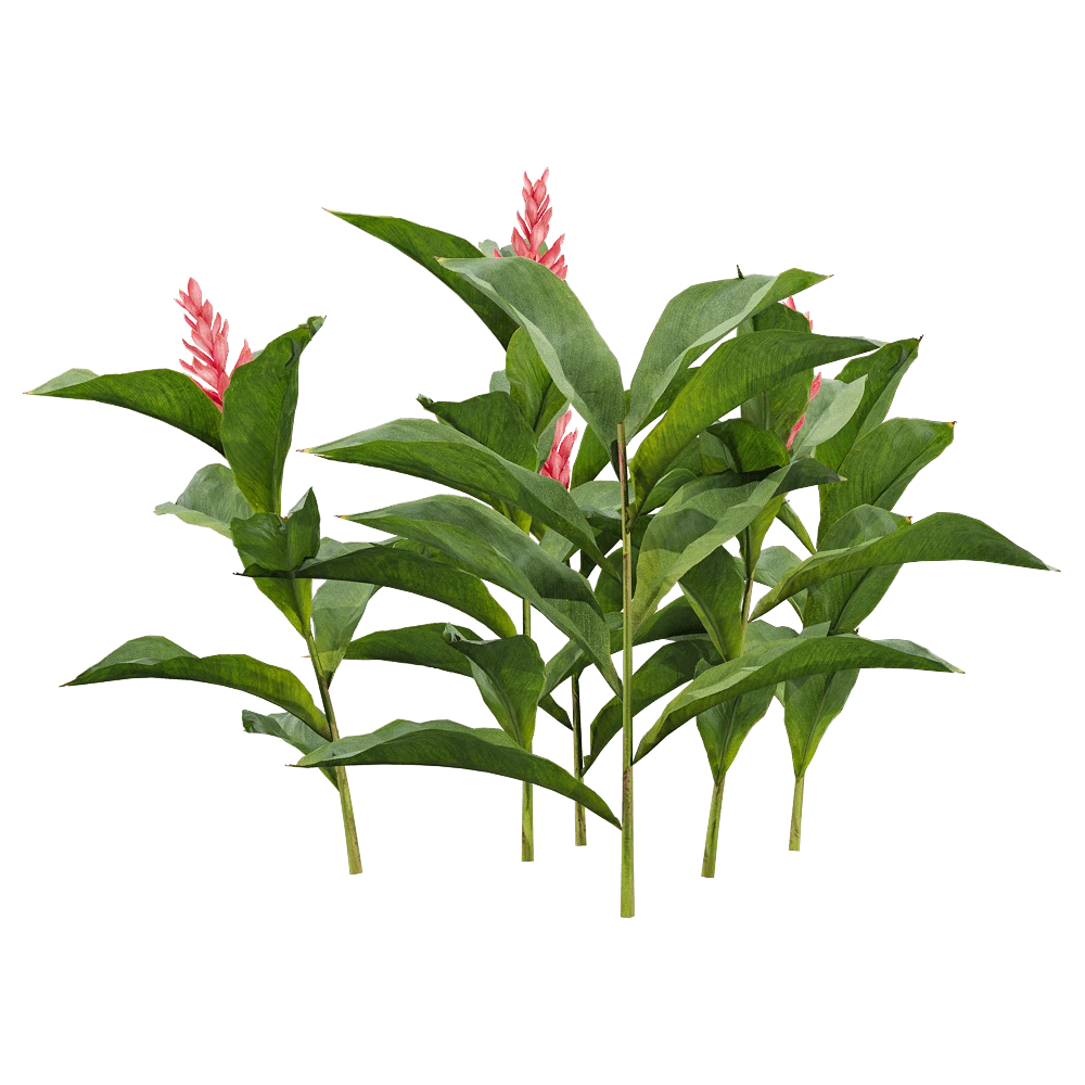 Tropical Plant Alpinia Purpurata with Pink Flowers
