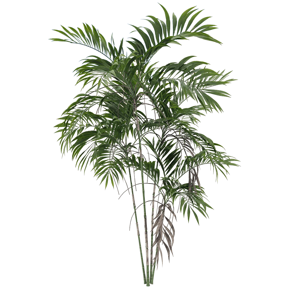Piante 1