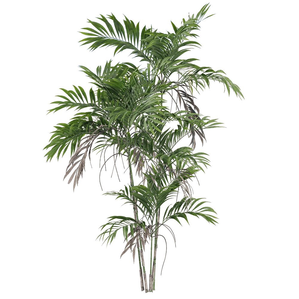Palm Plant with Lush Green Foliage