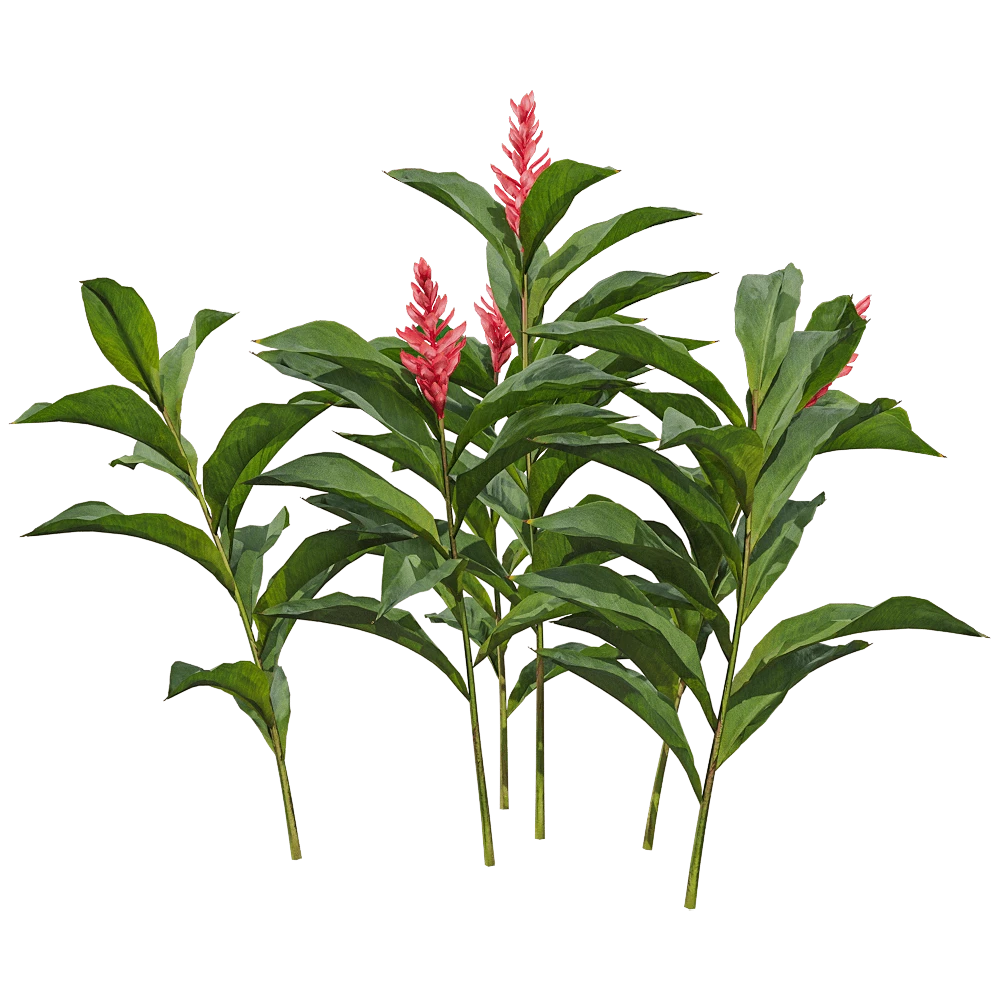 Tropical Plant with Red Ginger Flowers