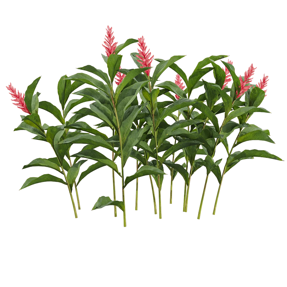 Alpinia Purpurata Tropical Plant with Red Flowers