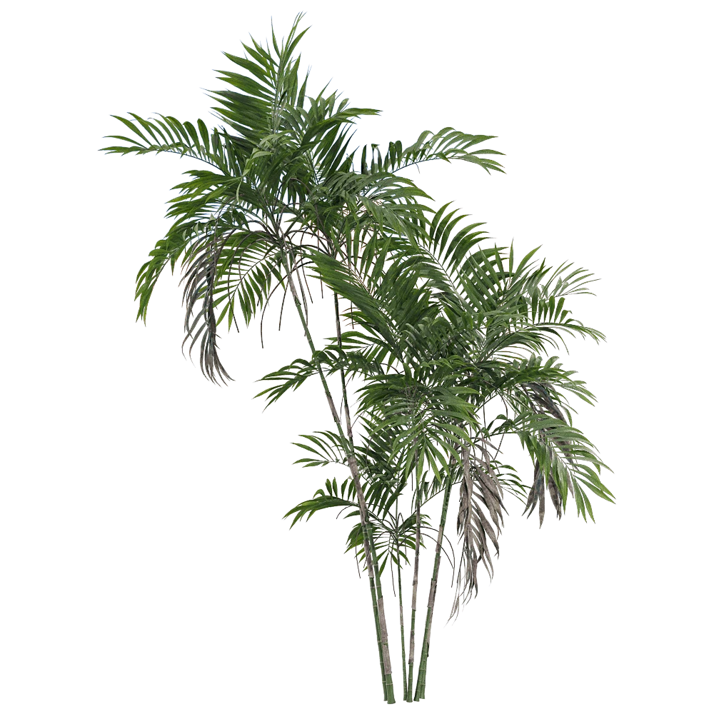 Chamaedorea costaricana Plant with Green Foliage