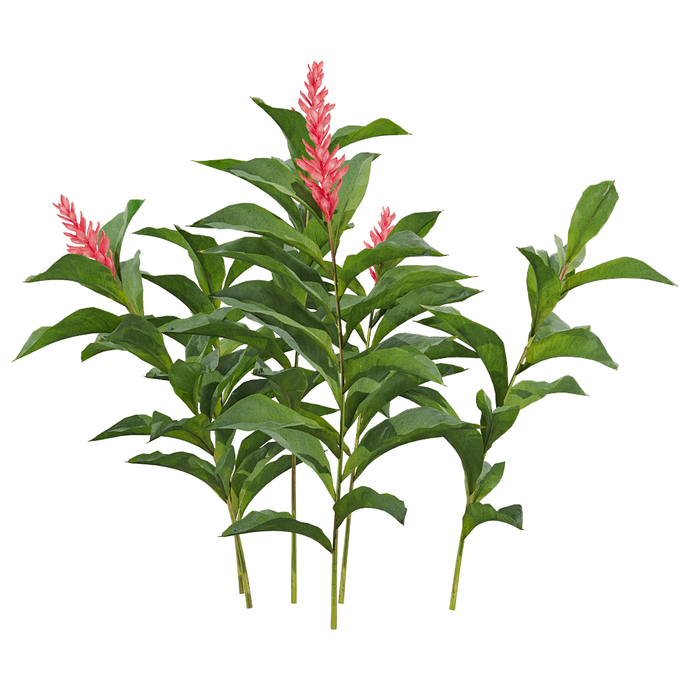 Flowering Plant with Red Alpinia Purpurata