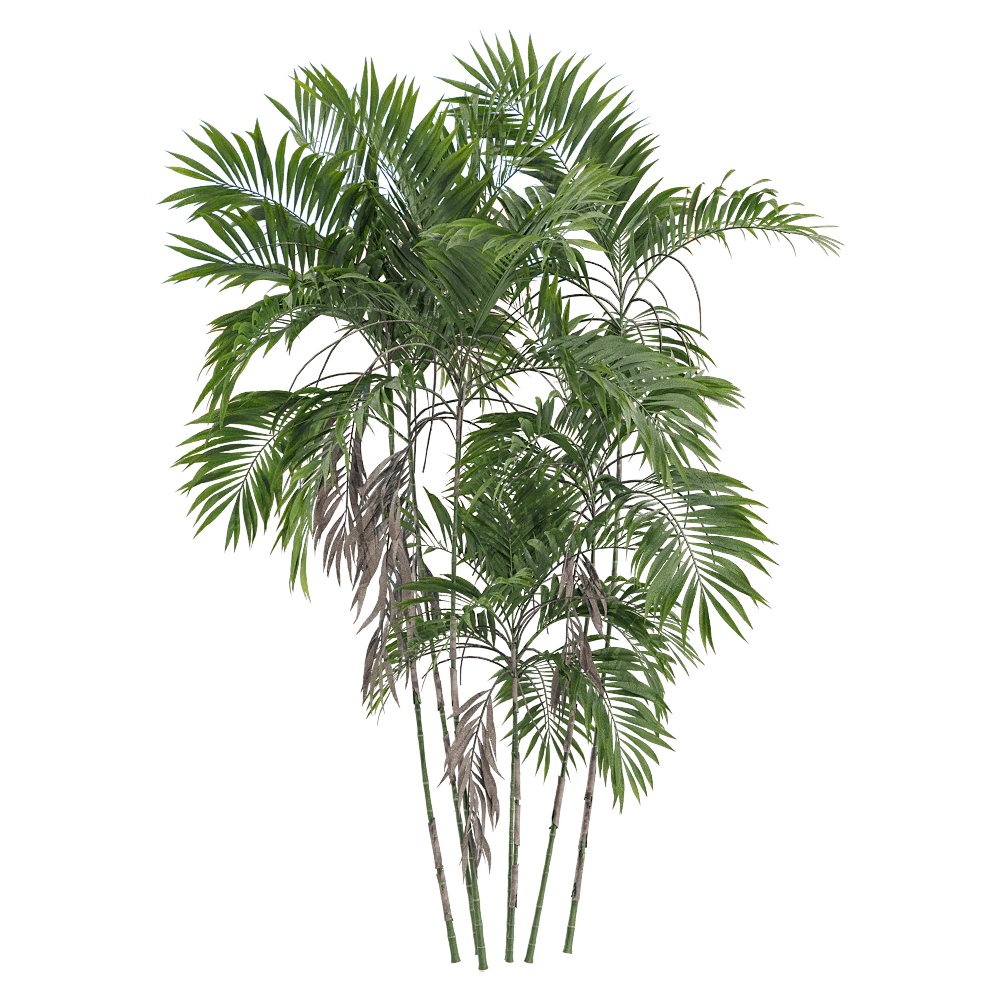Tropical Palm Tree with Lush Green Foliage
