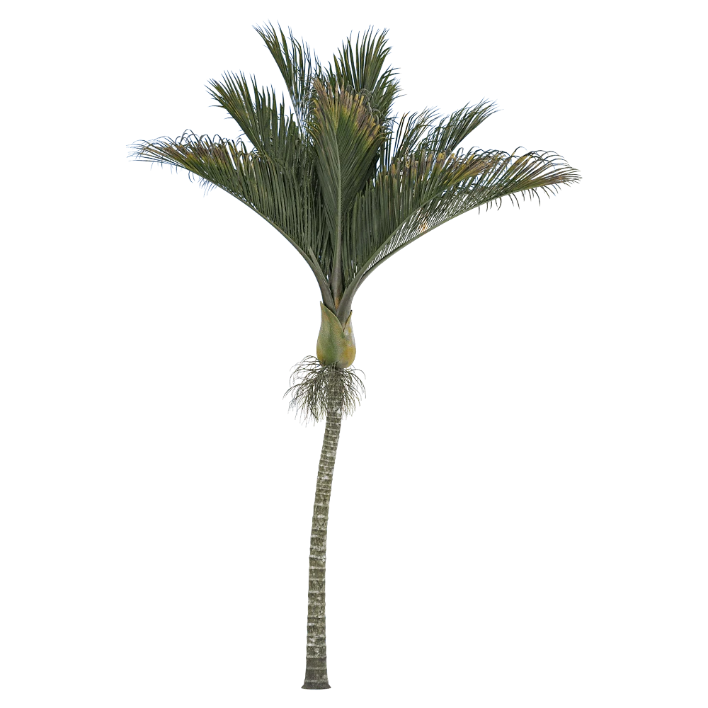 Rhopalostylis Sapida Palm Tree