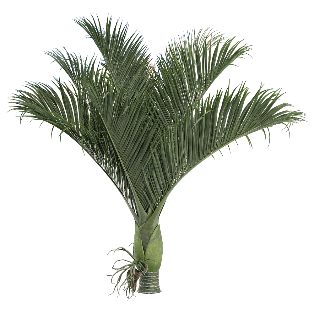 Rhopalostylis baueri Plant with Lush Green Fronds