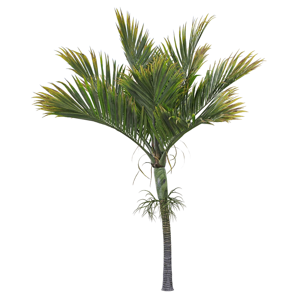 Palm Tree Hedyscepe canterburyana