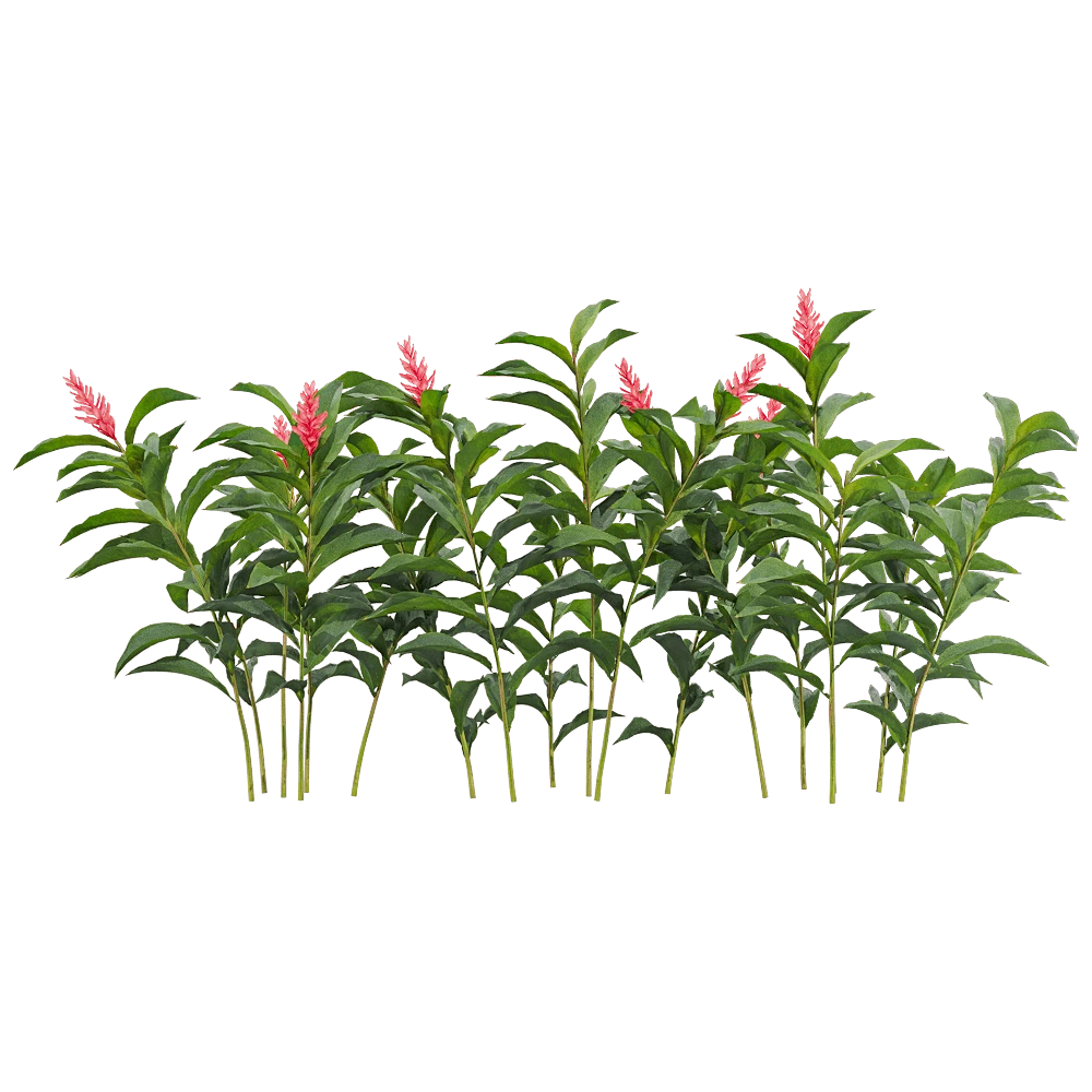 Tropical Plant Alpinia Purpurata