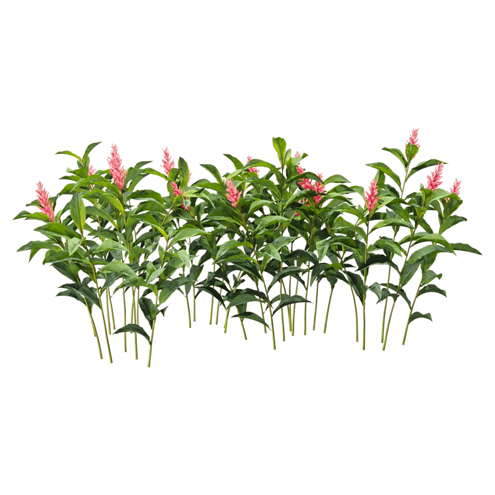 Alpinia Purpurata Plant with Pink Flower Spikes