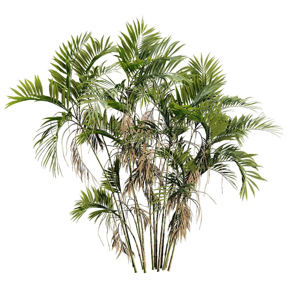 Chamaedorea Costaricana Plant with Lush Green Foliage