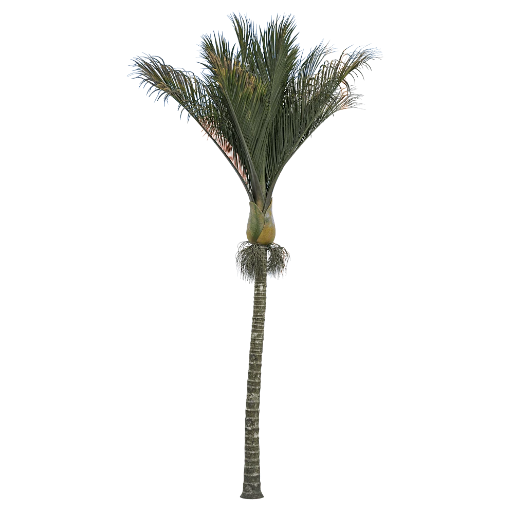 Palm Tree with Lush Green Fronds
