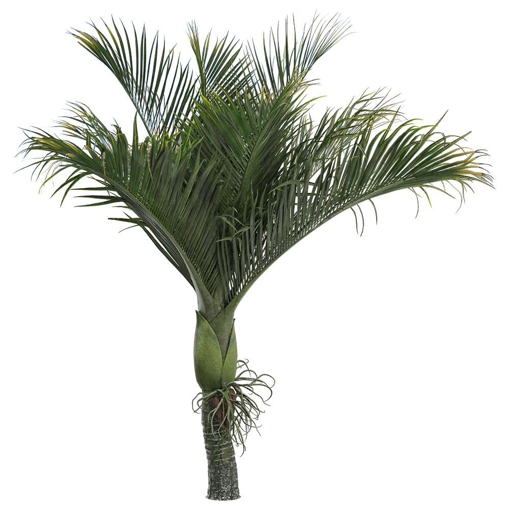 Rhopalostylis baueri Palm Tree