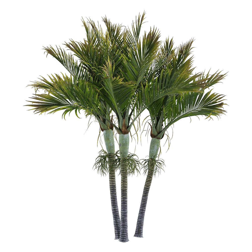 Hedyscepe Canterburyana Plant with Lush Green Fronds