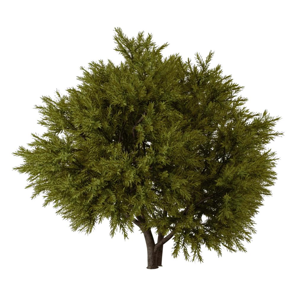 Tree with Dense Green Foliage