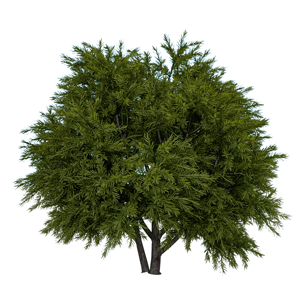 Chamaecyparis pisifera Sungold Plant