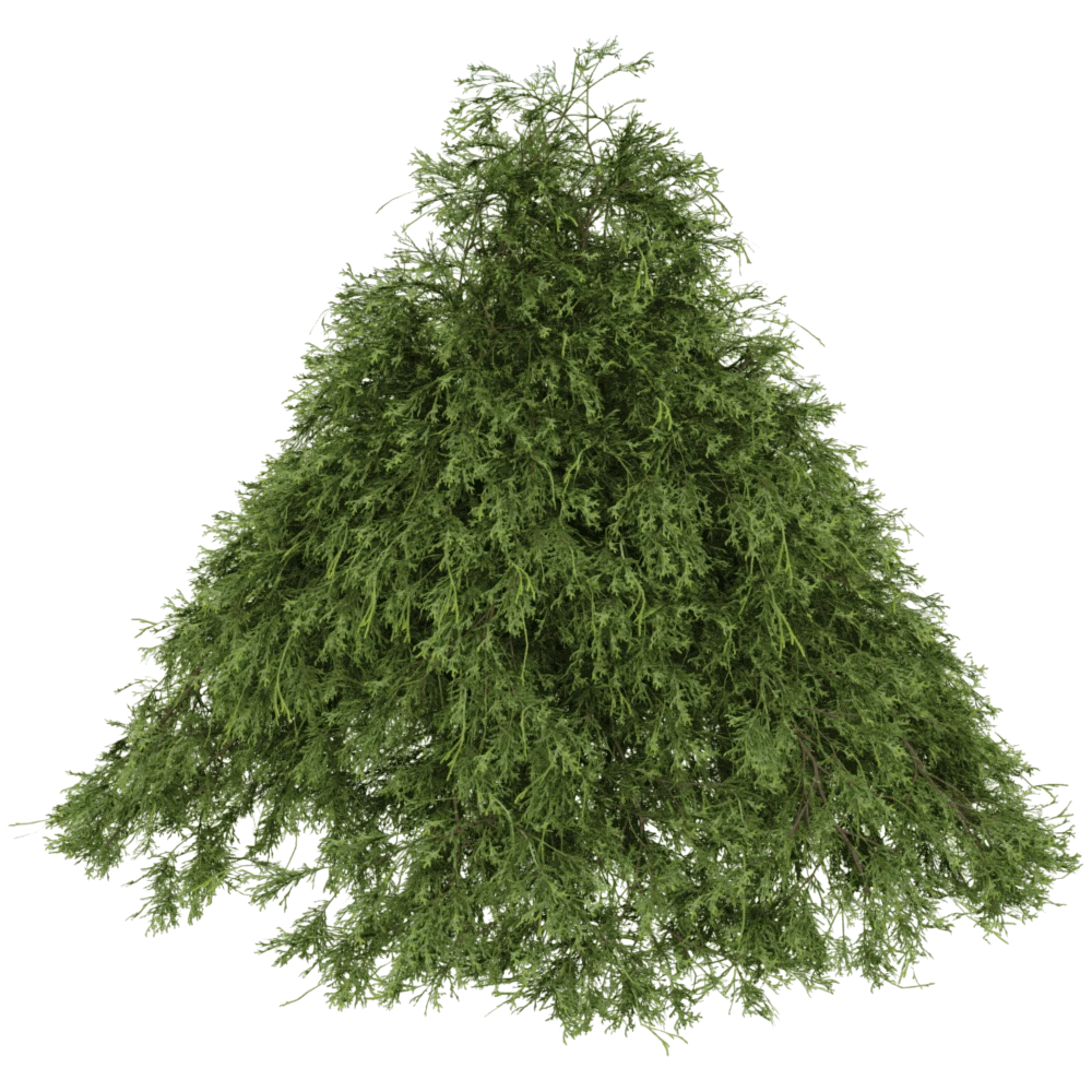 Conifer Plant with Dense Green Foliage