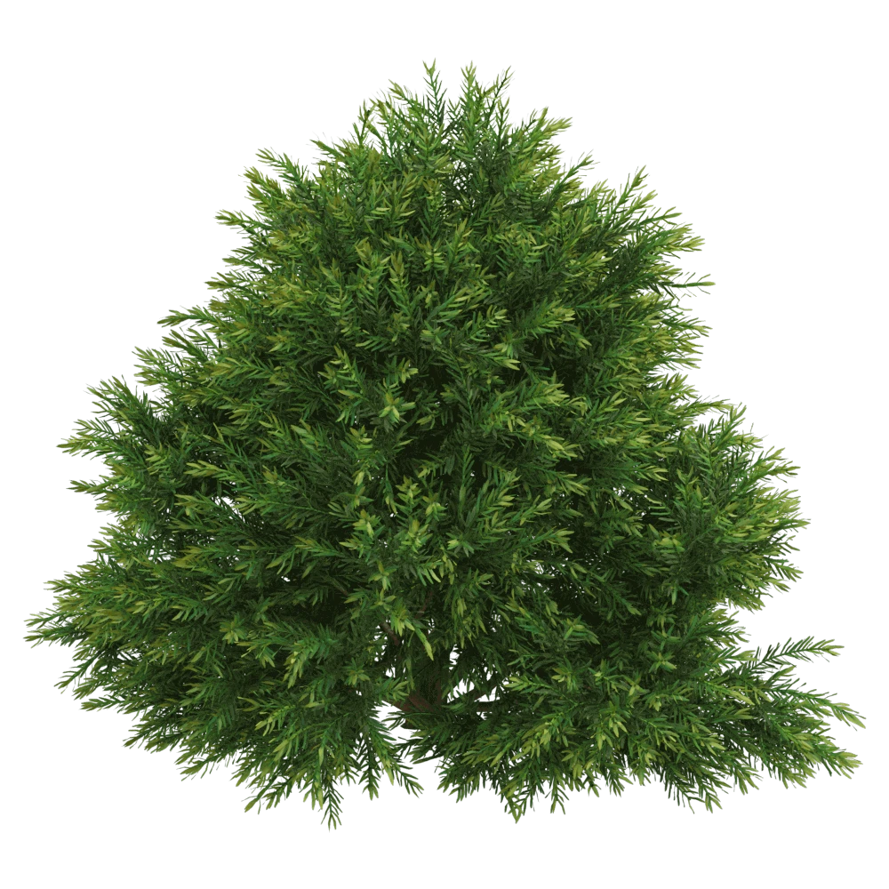 Chamaecyparis pisifera Sungold Plant