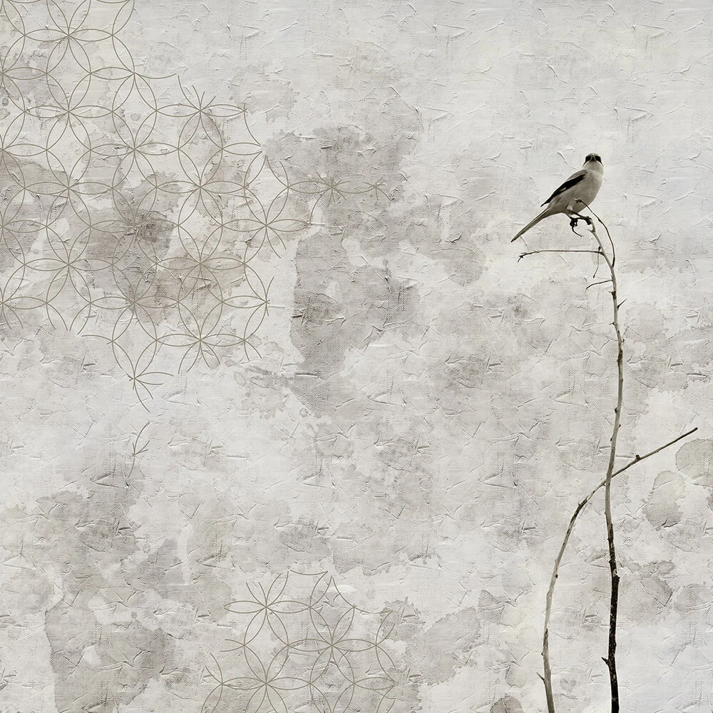 Պատի ծածկույթներ 1