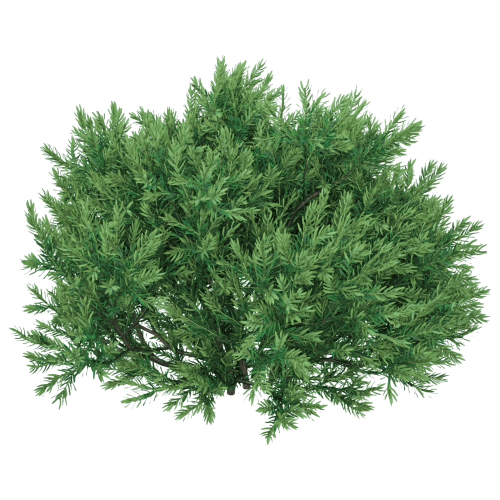 Chamaecyparis pisifera Sungold Shrub