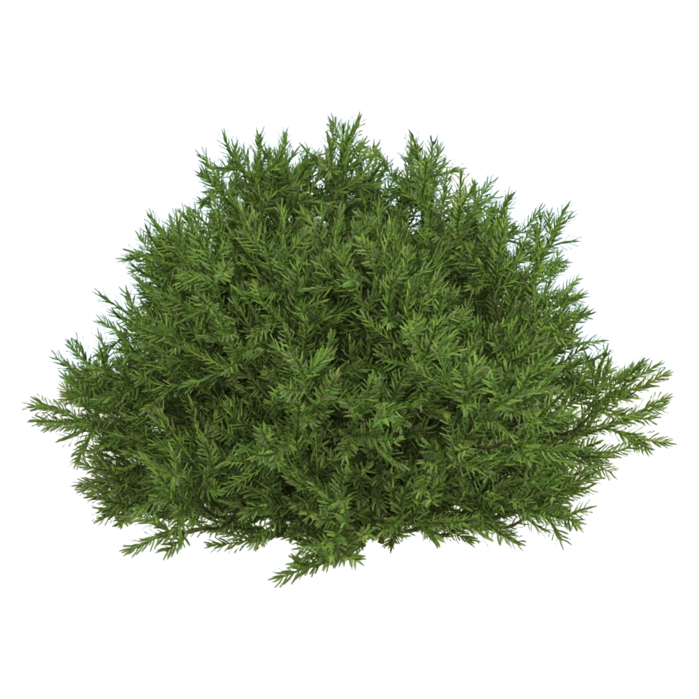 Shrub with Dense Green Foliage