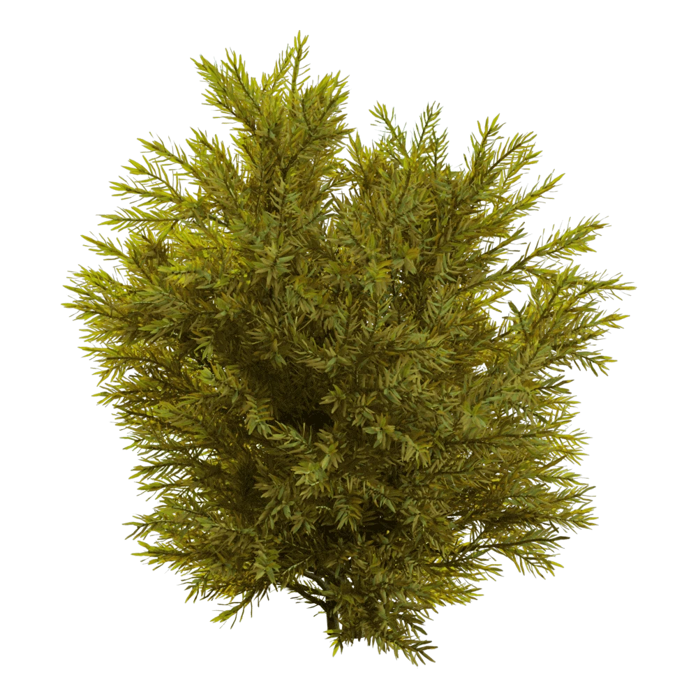 Chamaecyparis pisifera Sungold Plant with Yellowish-Green Foliage