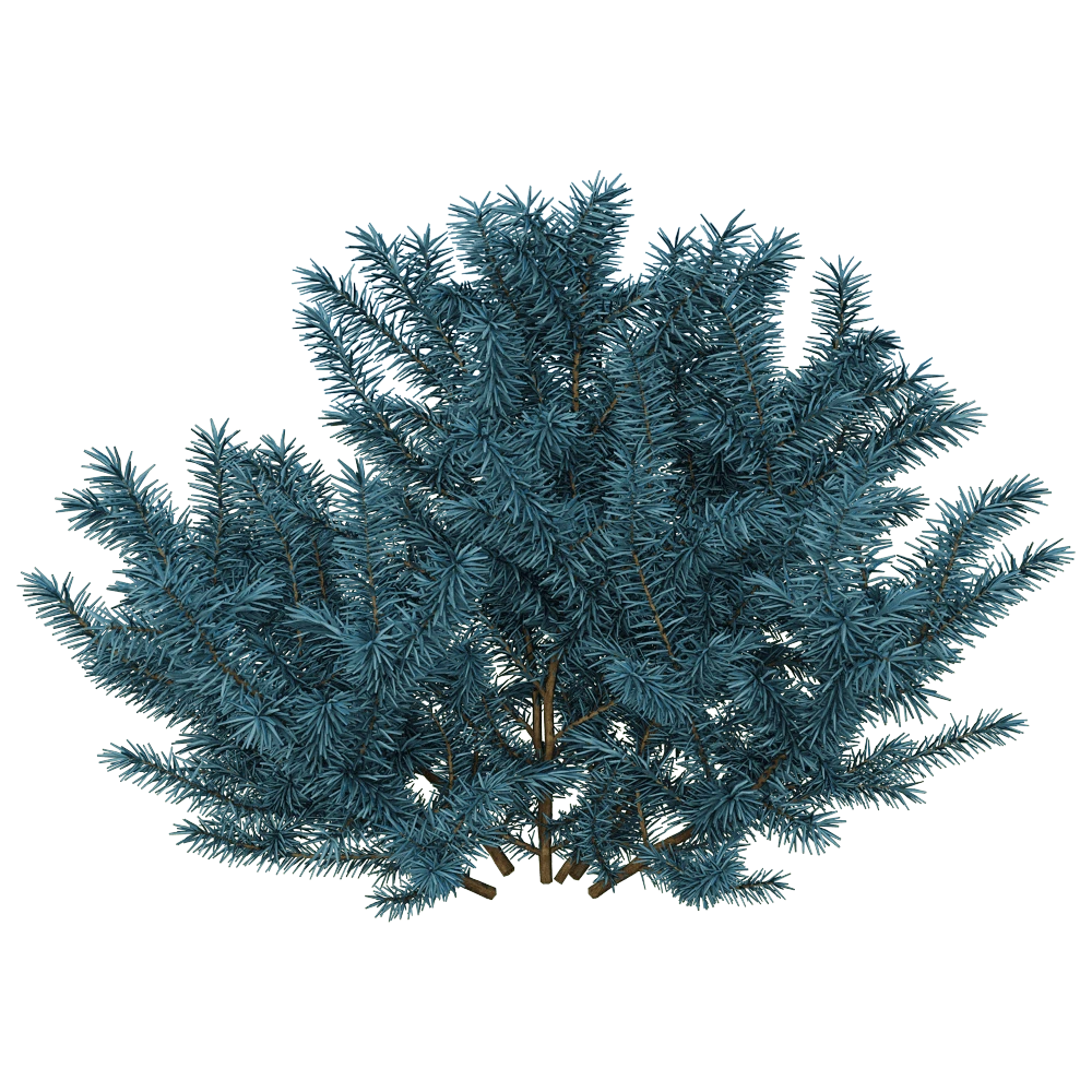 Conifer Bush with Blue-Green Needles