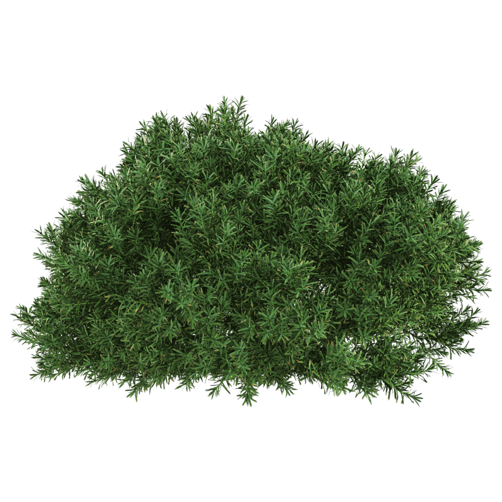 Juniperus communis 01 03 - Download the 3D Model (45620) | zeelproject.com