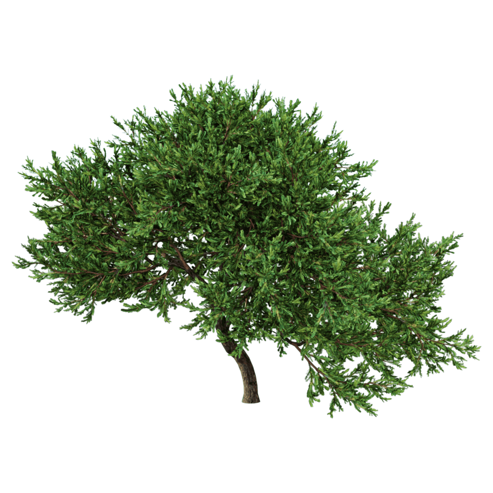 Juniperus occidentalis Rheingold 01 02 - Download the 3D Model (45762 ...