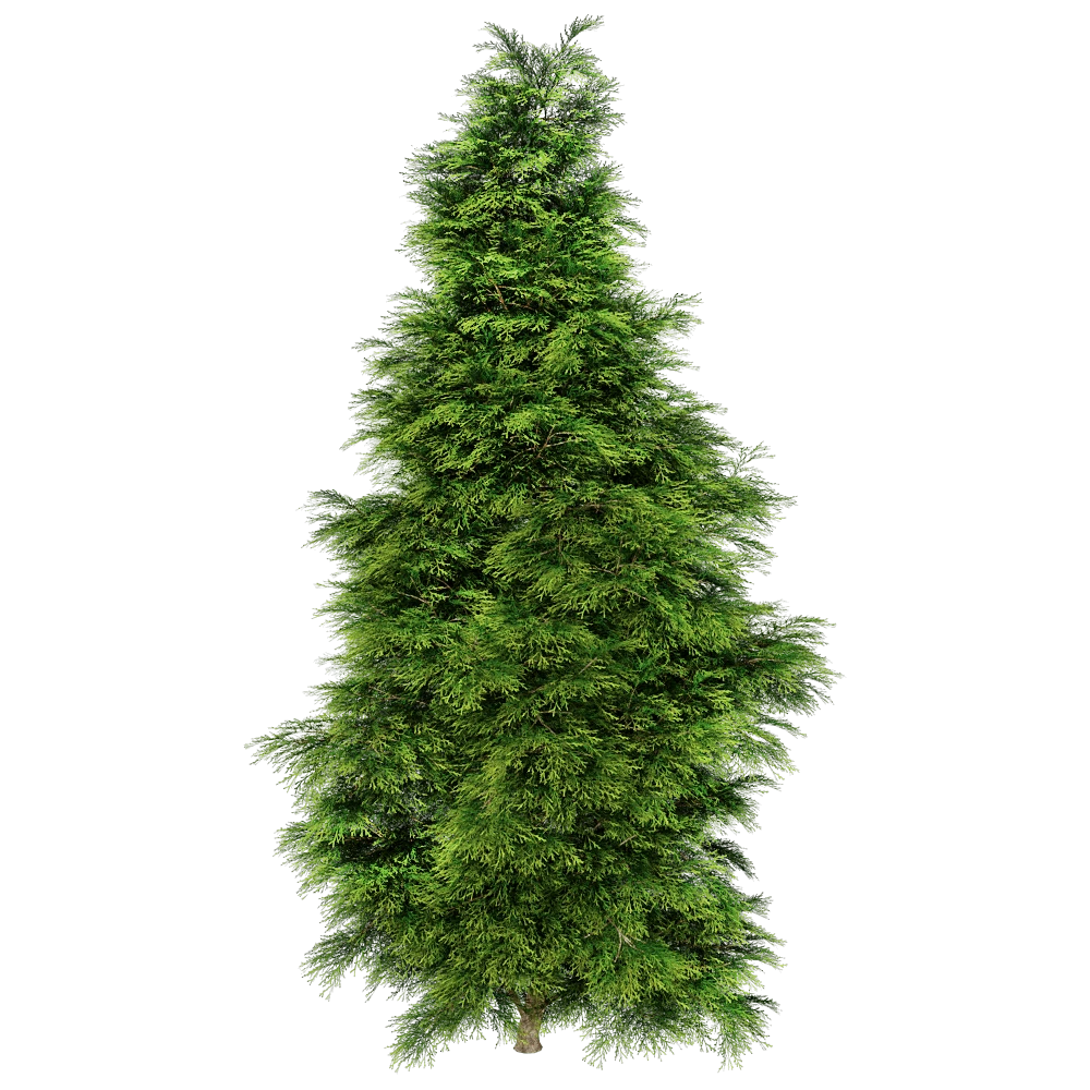 Sabina Chinensis Tree with Dense Green Foliage