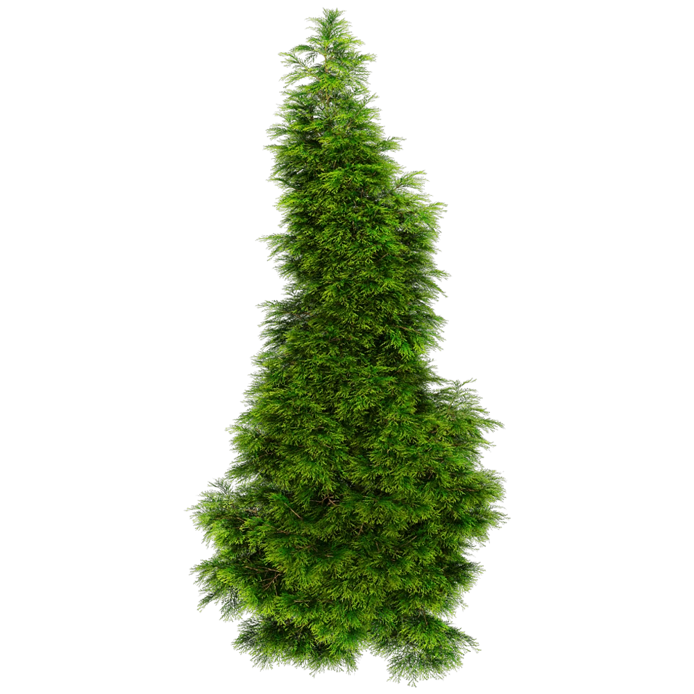 Conifer Tree with Dense Green Foliage
