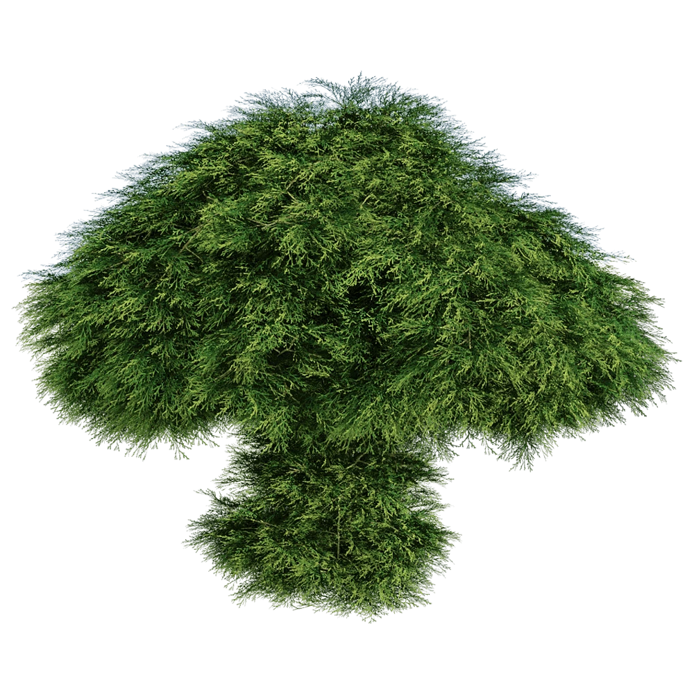 Sabina Chinensis Plant with Lush Green Foliage