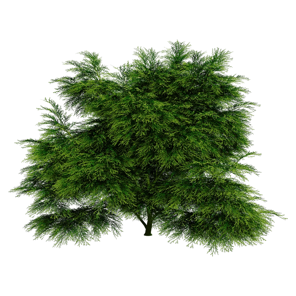 Sabina Chinensis Plant with Dense Green Foliage