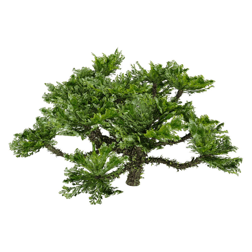 Selaginella Tamariscina Plant
