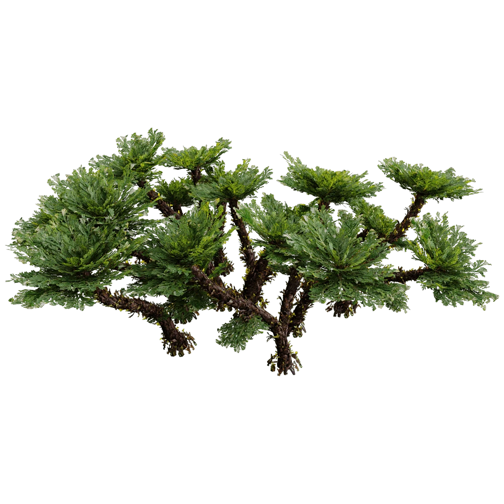 Ground Cover Plant with Dense Green Foliage