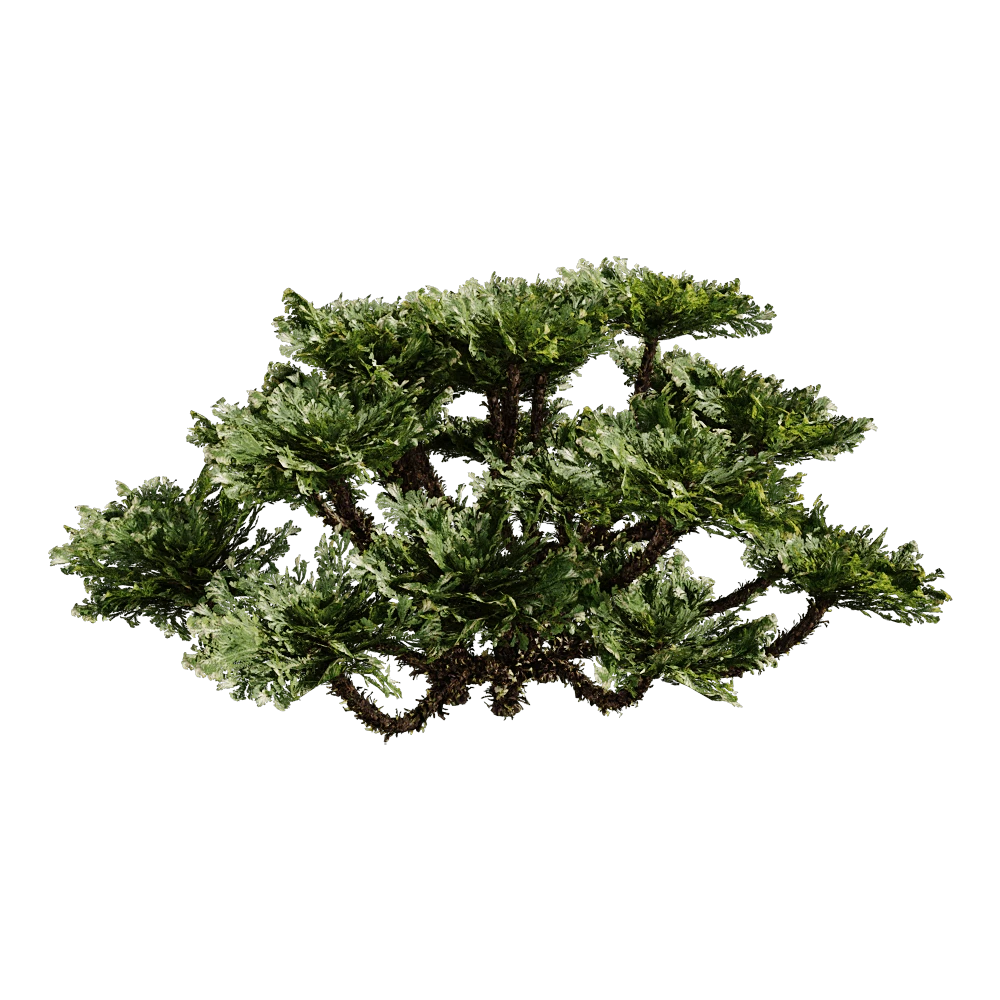 Selaginella Tamariscina Plant with Dense Green Foliage