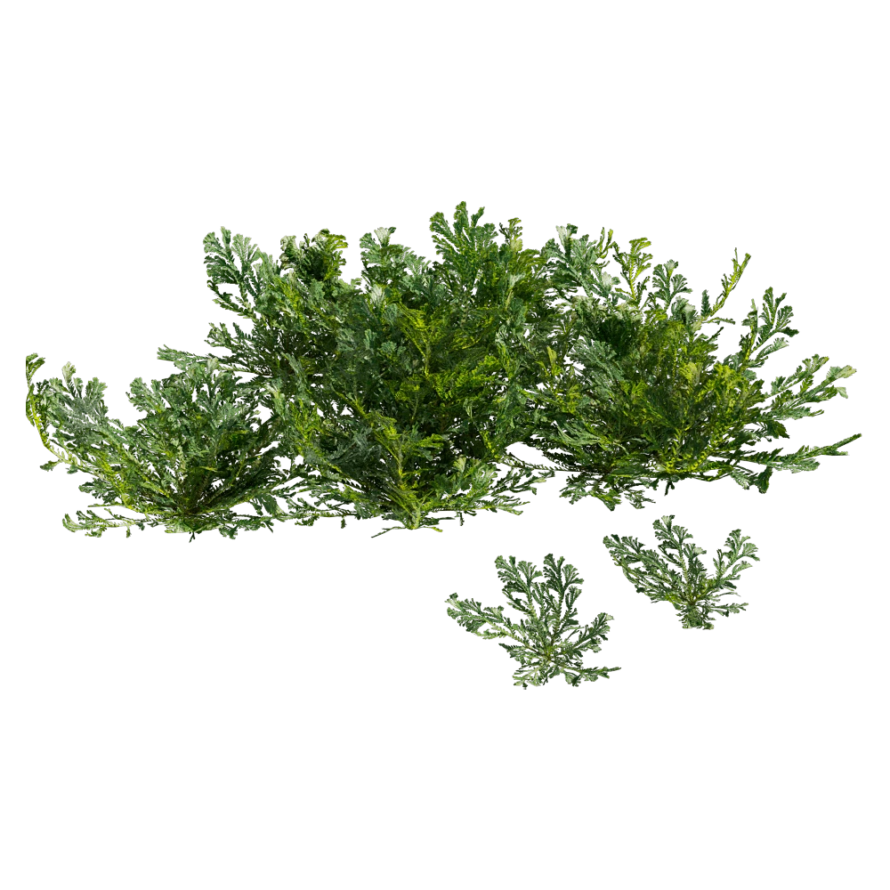 Selaginella Tamariscina Plant