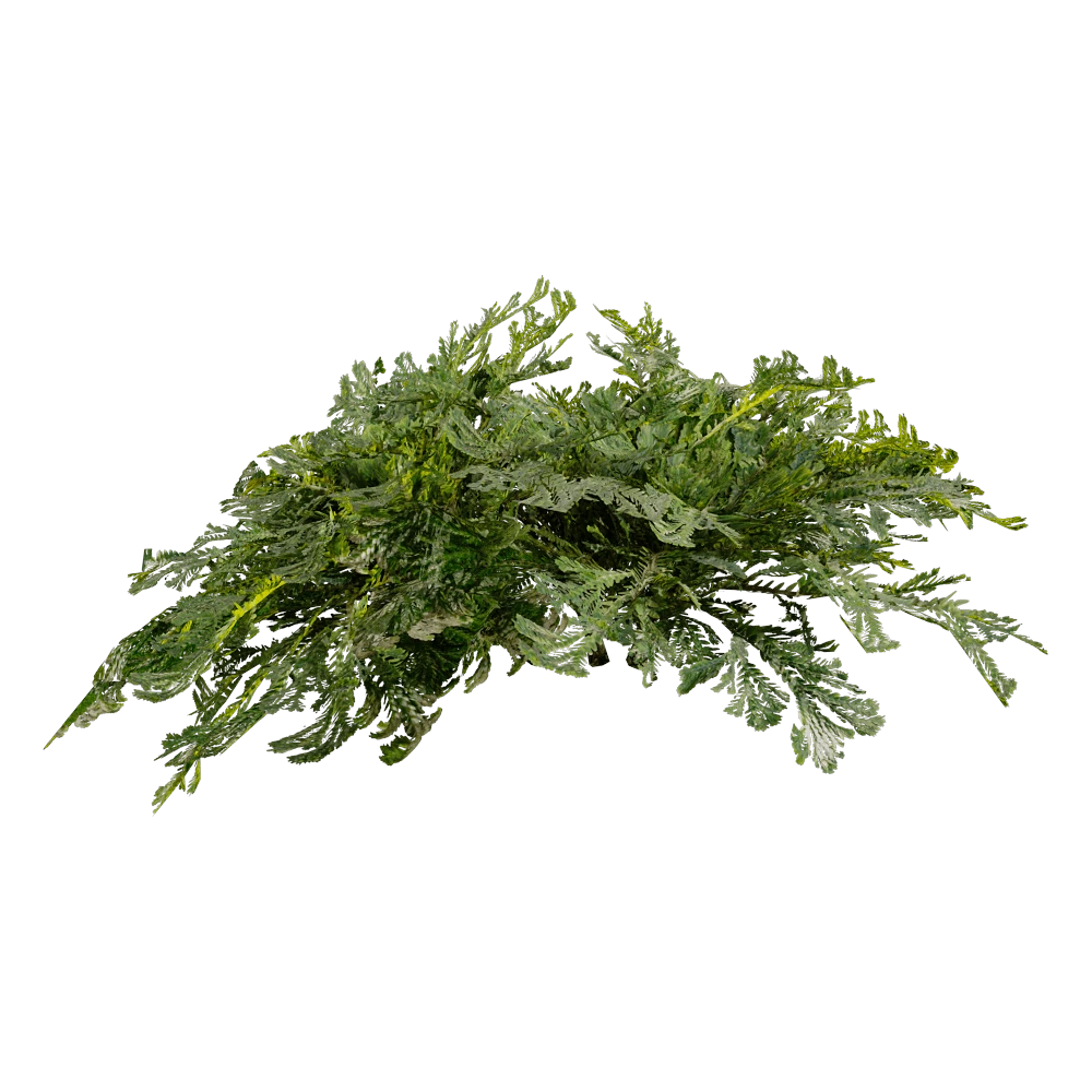 Selaginella Tamariscina Plant with Delicate Foliage
