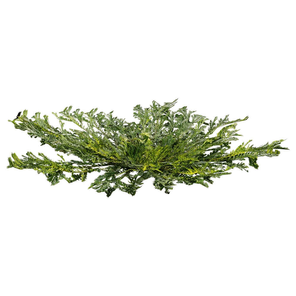 Groundcover Plant with Dense Green Foliage