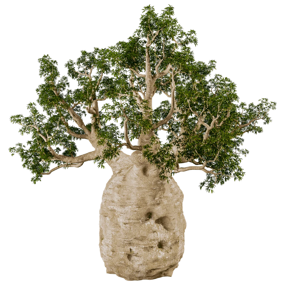 Adansonia Gregorii Plant with Textured Trunk
