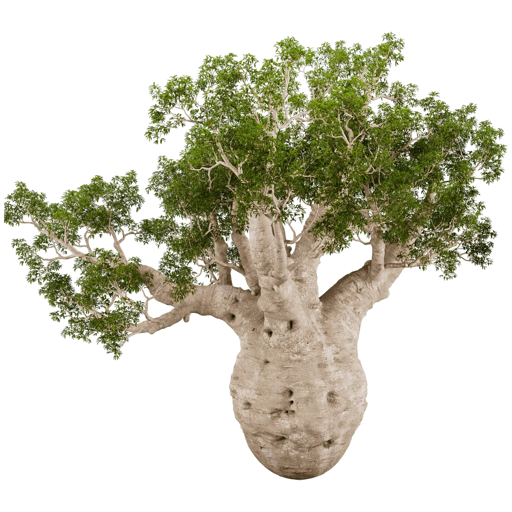 Adansonia Gregorii Tree