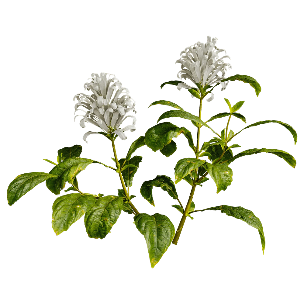 Flowering Plant with White Tubular Blooms