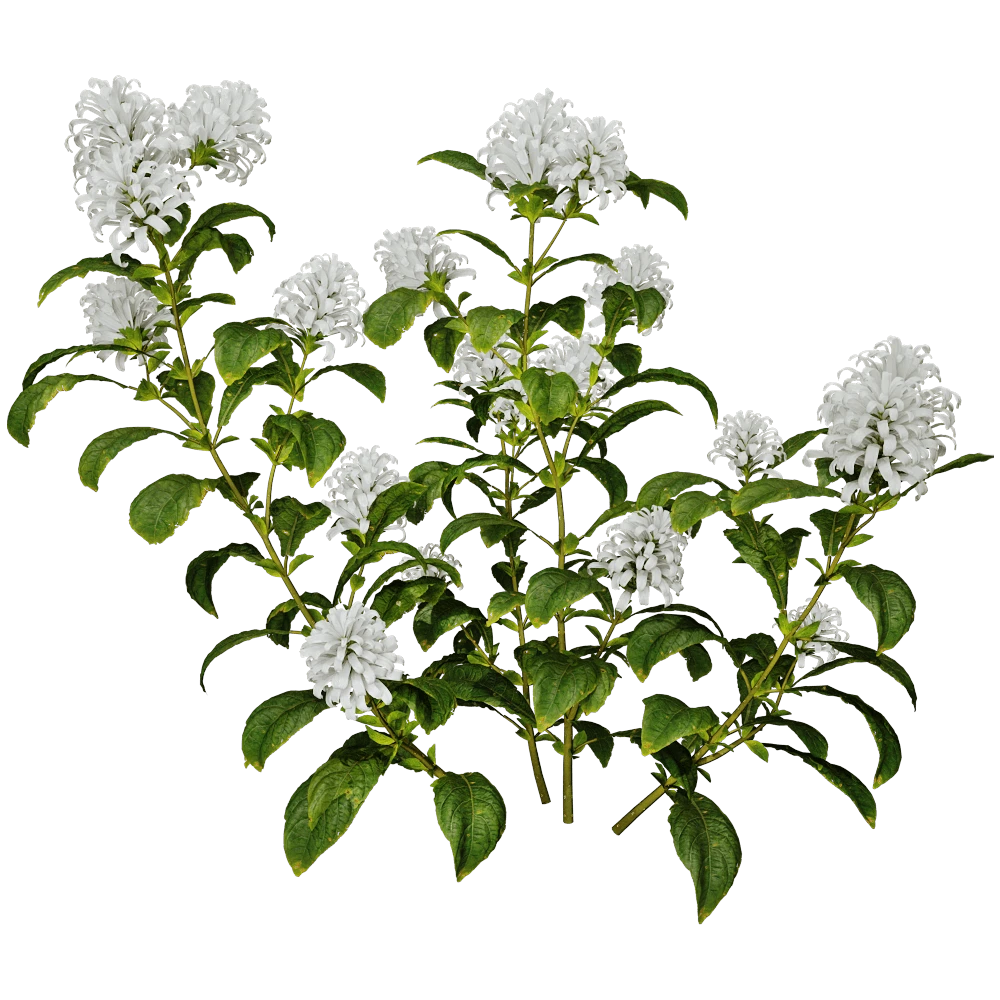 Flowering Plant with White Flowers