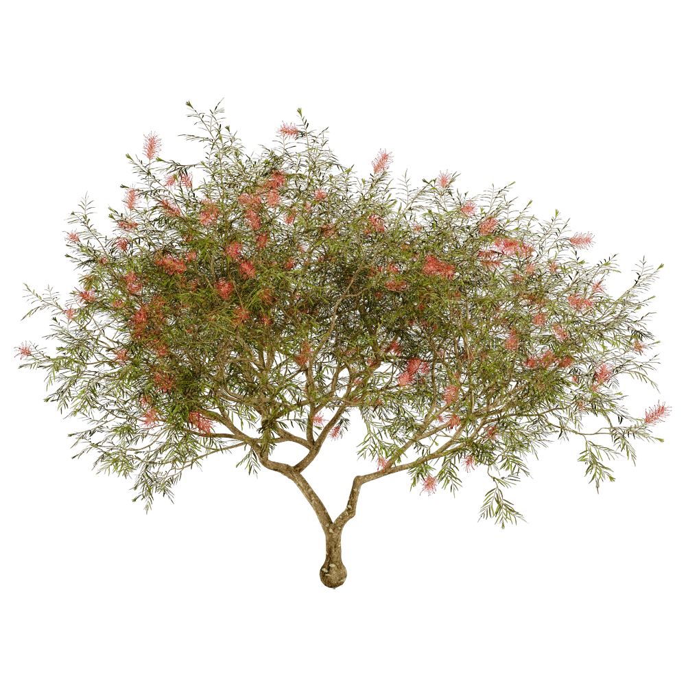 Grevillea Banksii Tree with Red Flowers