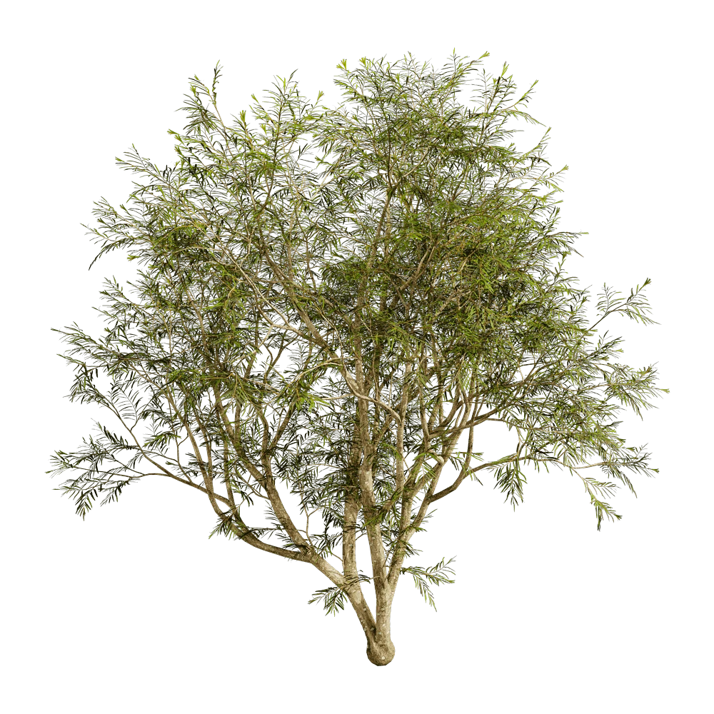 Grevillea Banksii Tree Model