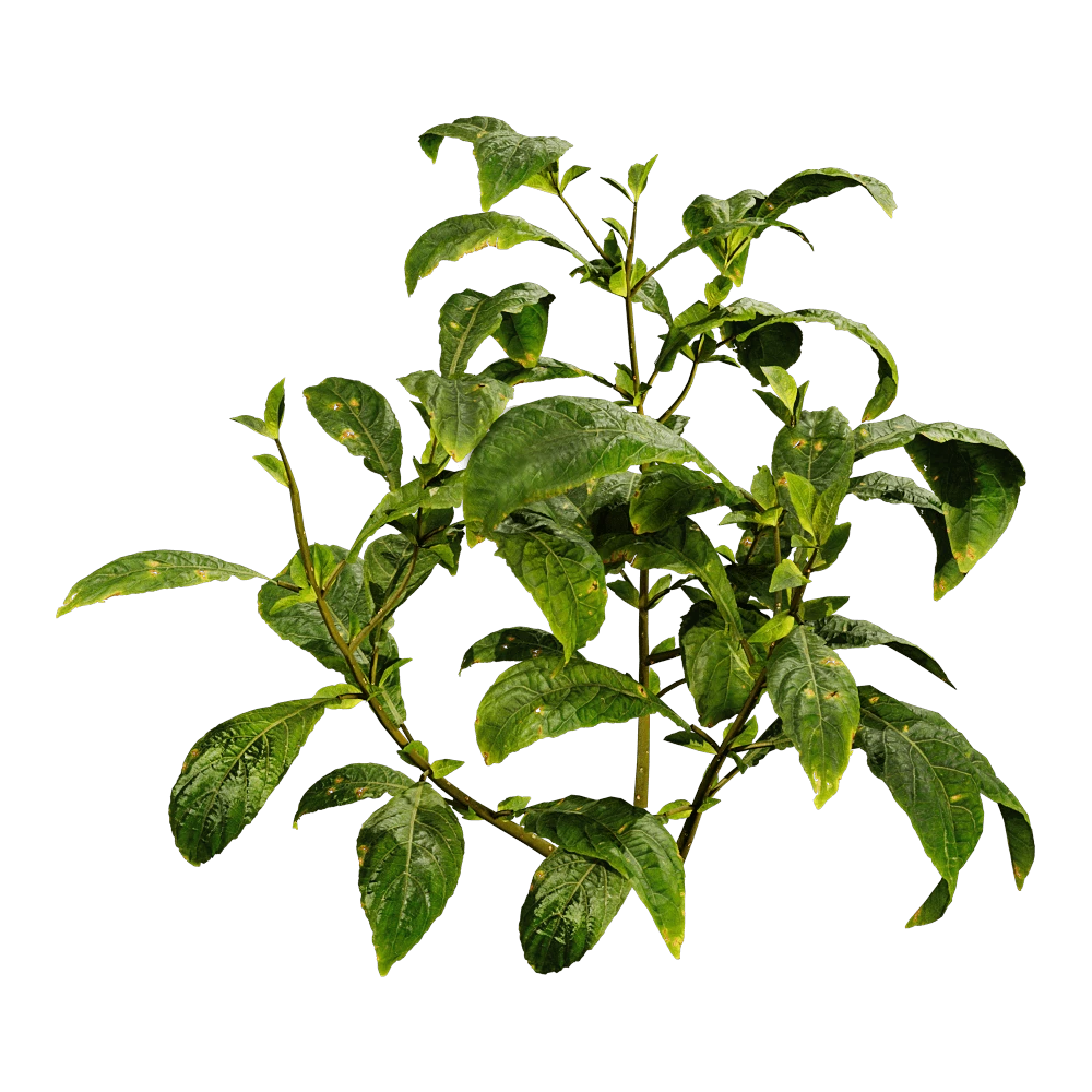Plant with Vibrant Green Foliage
