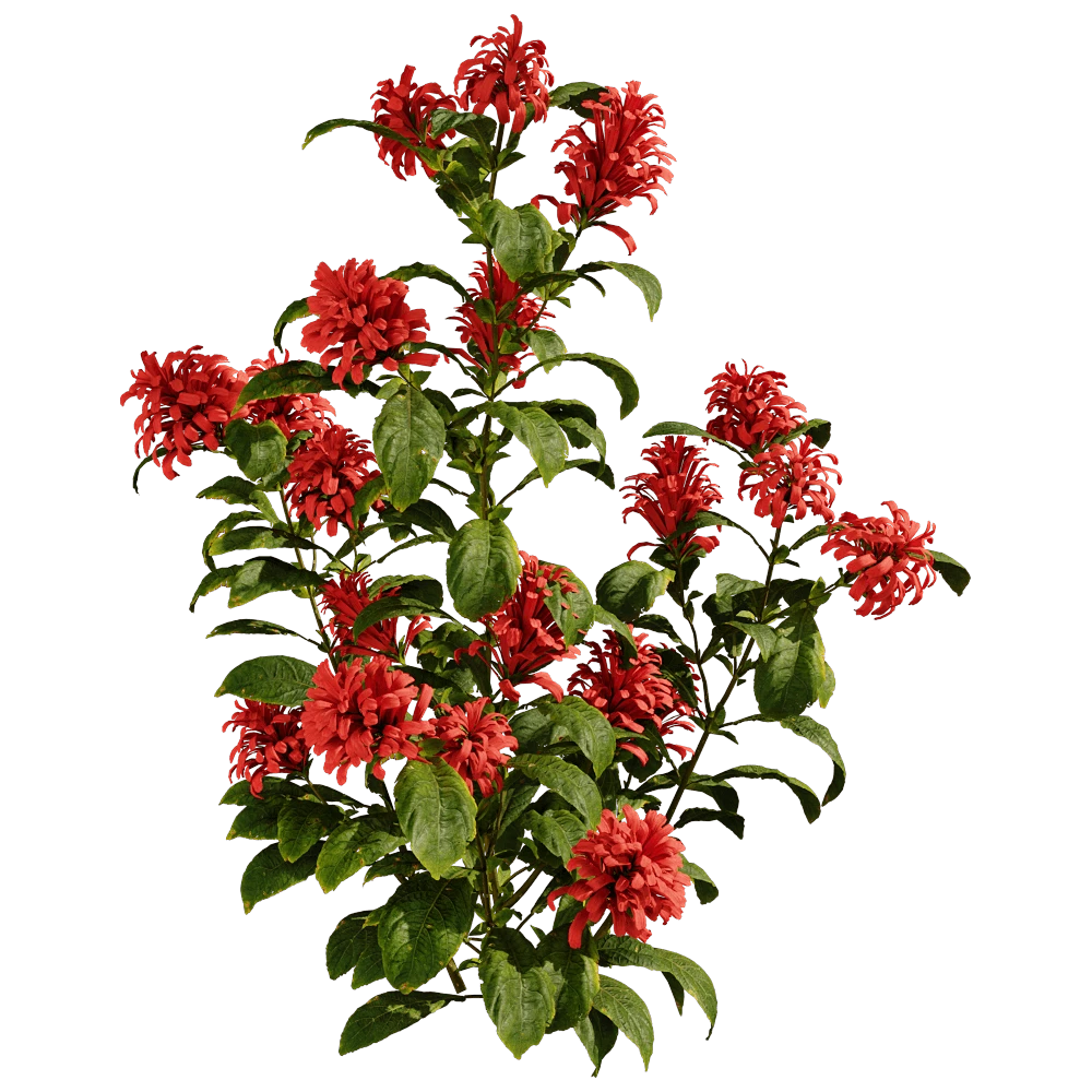 Flowering Plant with Red Blossoms
