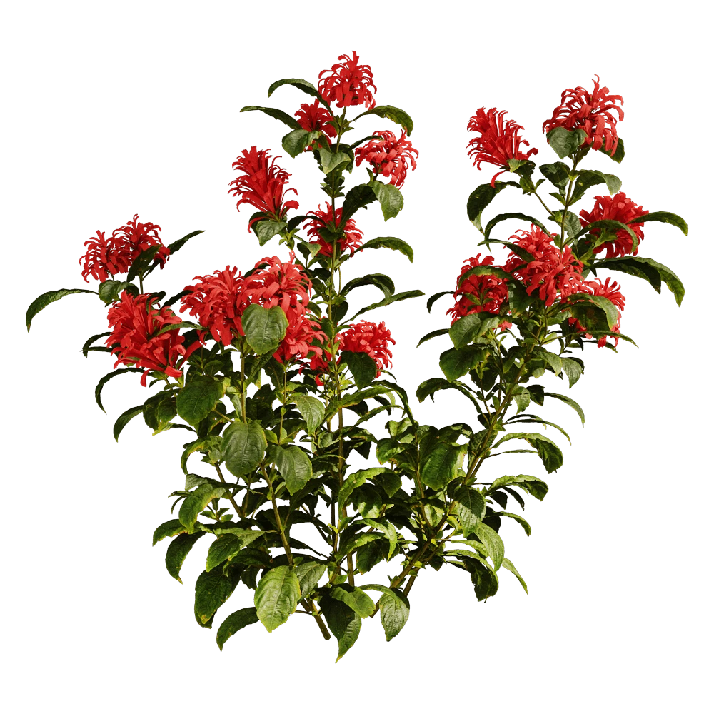 Flowering Plant with Red Blossoms and Green Foliage